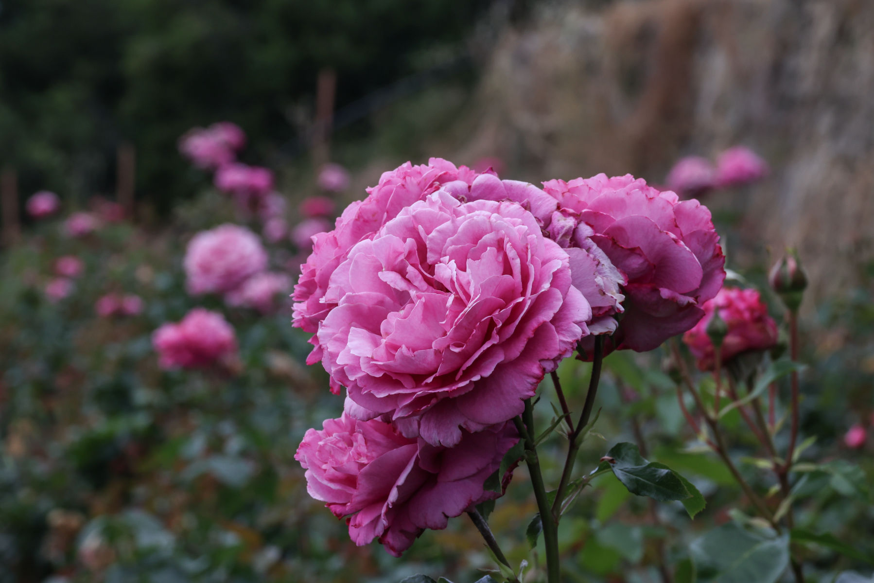 Vallecrosia rose